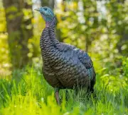 Avian-X HDR Hen Upright Turkey Hunting Life-Like Decoy, Multi Color #AVX-AVX8106