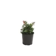 200mm Escallonia Red Knight