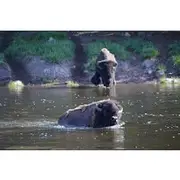Save 10.01%! Lamar Valley Wildlife Hike in Yellowstone Full Day with Lunch