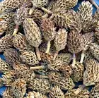 20 Organic Magnolia Tree Seed Pods Heat Treated Pet Reptile Vivarium Isopods