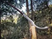 Custom & Handmade Egyptian Khopesh Long Handle Battle Ready Functional Sword