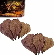 Indian Almond Leaves for Betta,Large Catappa Leaves,Catappa Leaves Beta Fish Leaf for Aquarium Shrimp Tank Decorations Water Conditioner,PH Balance Water Conditioner Aquarium Shrimp Leaves (10PCS)