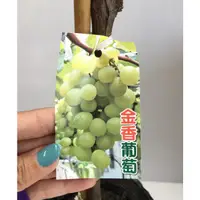 在飛比找蝦皮購物優惠-花囍園_水果苗—金香葡萄--果皮黃綠色~肉質軟而多汁/5-6