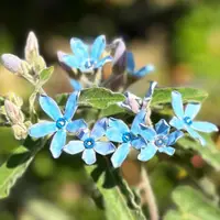 在飛比找蝦皮購物優惠-日本藍星花種子~花朵如同藍色的星星，可庭園造景，也可用於切花