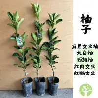 在飛比找蝦皮購物優惠-［農夫世家］經典 新品種 柚子 嫁接苗 麻豆文旦柚 大白柚 