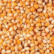 Popcorn Kernels Corn Seeds Popping Corn Yellow color (5kg)