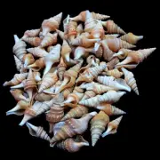 Spiral Conch Shells Crafts Art Decor Natural Sea Shell approx.650 pcs 2 Pound