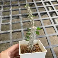 在飛比找蝦皮購物優惠-小玉多肉🌵亞龍木 三吋（1/22🆕）