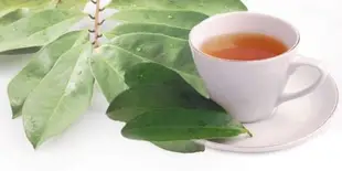 SGB牌刺果番荔枝茶包,山刺番荔枝葉粉,红毛榴蓮,養生茶Gaviola,Soursop羅李亮果日本釋迦也有辣木茶哦！