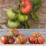 Tomato - Mortgage Lifter seeds