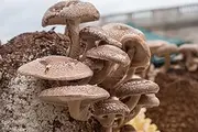 Liquid Fungi 100 Shiitake Mushroom Plug Spawn to Grow Gourmet Medicinal Mushrooms at Home or Commercially on Stumps or Logs