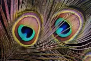 200 Pieces - 10-12" Natural Iridescent Green Peacock Tail Eye Wholesale Feather