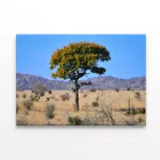 Tree Standing In the Grasslands Print 100% Australian Made 90 x 60cm (Stretched)