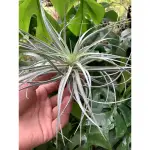 空氣鳳梨 莎禾園藝 T. STRICTA STERLING