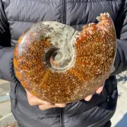 1000g Rare Natural Ammonite Fossil Conch Crystal polished Specimen Healing