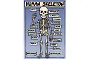 Grindstore The Human Skeleton Poster (Blue/White/Black) (One Size)