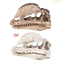 在飛比找蝦皮商城精選優惠-FOSSIL Dou 雙脊龍恐龍頭骨樹脂工藝品化石骨架教學模