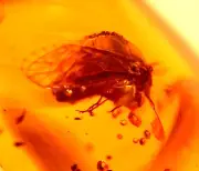 Superb Fulgoroid Insect with Odd Plant Leaf in Dominican Amber Fossil Gemstone
