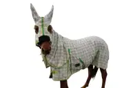 RUMANI 310GSM Summer PC Ripstop Ear Attached Paddock MINI Horse Rug HOODED COMBO