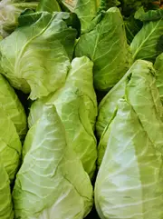 CABBAGE 'Sugarloaf' seeds