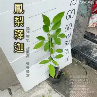 在飛比找蝦皮購物優惠-鳳梨釋迦苗 鳳梨釋迦 鳳梨釋迦嫁接苗 嫁接苗 新品水果苗場