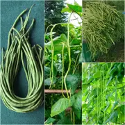 Bean Snake Climbing - Black Seeded seeds