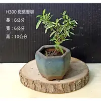 在飛比找蝦皮購物優惠-寶悅 小品盆栽 H300 斑葉雪柳 療癒小物 居家擺飾