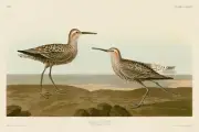 Long-Legged (Stilt) Sandpiper by John James Audubon Shorebird Art Print 18x12 In