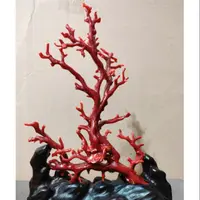 在飛比找蝦皮購物優惠-《小商人》阿卡珊瑚樹 頂級珊瑚 寶石珊瑚 流血紅 牛血紅 赤