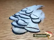 20 x LADY AMHERST TIPPET FEATHERS NATURAL BLACK & WHITE PHEASANT CAPE NEW