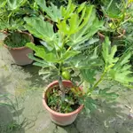 (雲秀水果苗）斯特拉無花果苗8吋