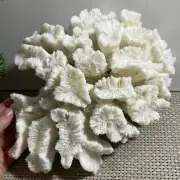 1015g Natural white coral reef Cluster Ocean Mineral Crystal fossil Specimen