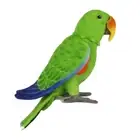 Hansa - Male Electus Parrot - Realistic Poseable Animal Stuffed Plush Toy - 30cm