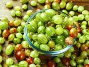 600 Green Gooseberry Seeds Physalis ixocarpa Cape Heirloom Organic