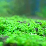 【AC草影】迷你矮珍珠片裝（水上葉）【一片】水生植物 大葉珍珠草可參考 前景水草 前景草 綠水草 水草造景 真水草