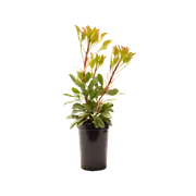 140mm Protea Little Prince - Protea cynaroides