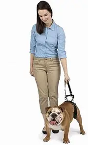 PetSafe CareLift Rear Support Harness - Lifting Aid with Handle and Shoulder Strap - Great for Pet Mobility and Older Dogs - Comfortable, Breathable Material - Easy to Adjust - Medium, Black