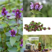 Self Heal seeds