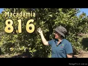 Buy Macadamia 816 Nut Trees (Macadamia integrifolia)