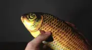 FISM Appearing Fish Magic Tricks For Magician Stage Illusions Gimmick Props