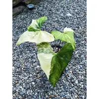 在飛比找蝦皮購物優惠-斑葉火鶴 Anthurium pterodactyl var