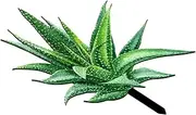 Gatuida Acrylic Yard Stake Aloe Design Outdoor Garden Sign Landscape Ornament Ground Inserted Decor Yard Art