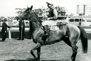 Flight Cox Plate Winner - 6 x 4 Inches Print - Free Shipping