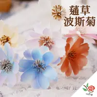 在飛比找蝦皮購物優惠-蓪草花 波斯菊 花燥色 ❧極度花燥❧ 永生花 乾燥花 不凋花