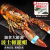 海肉管家-活凍波士頓龍蝦2隻(約400~500g/隻)【第2件送挪威鯖魚】