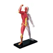 Human Muscles Anatomy Model Skeleton Medical Teaching Tool Assembling Toy