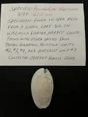 EXTINCT Fossilized COWRIE Shell ( Pseudadusta Marilynae ) From Central Florida