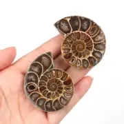 2pcs 40-50mm Half Cut Natural Ammonite Shell Fossil Specimen Madagascar Collect