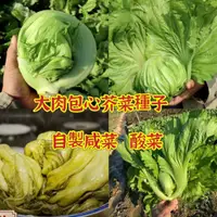 在飛比找蝦皮購物優惠-【種子之家】包心芥菜種子 甜芥菜種子 寬幫菜 可自製酸菜 榨