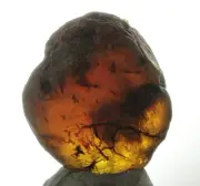 ++ EGG SHAPED Mexican Amber Raw 69g ++